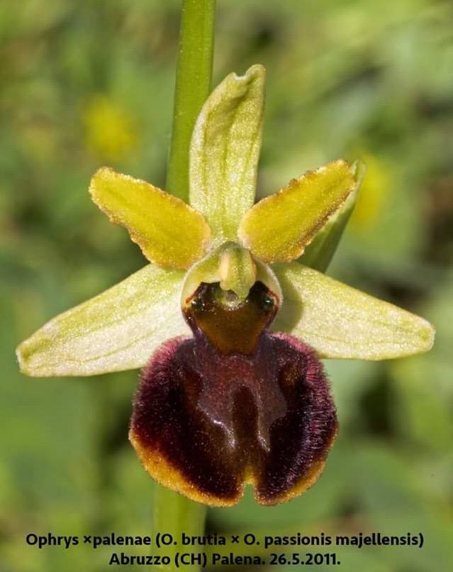 Ophrys X Palenae.jpg