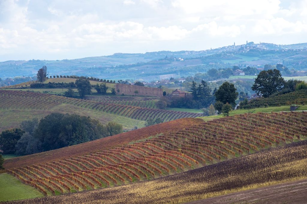 Ozzano Monferrato_vigne e panorama