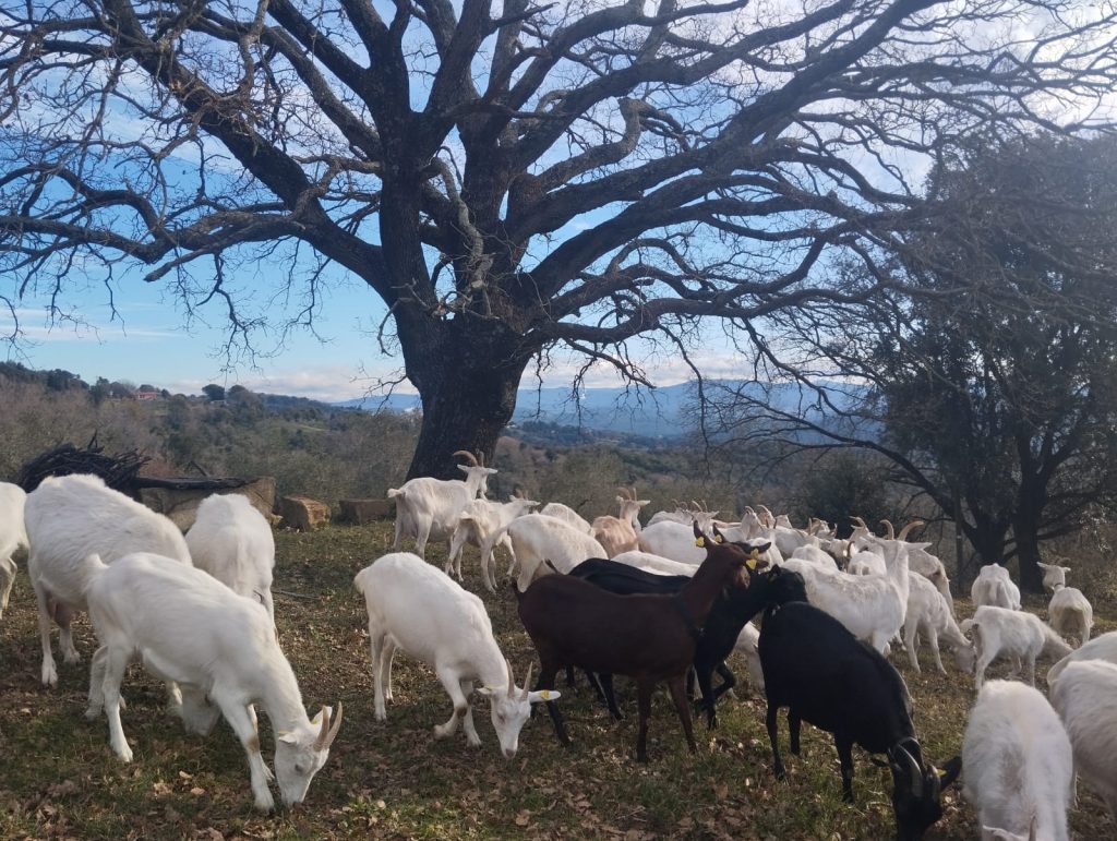 Fattoria Le Ginestre di Liana Filippi