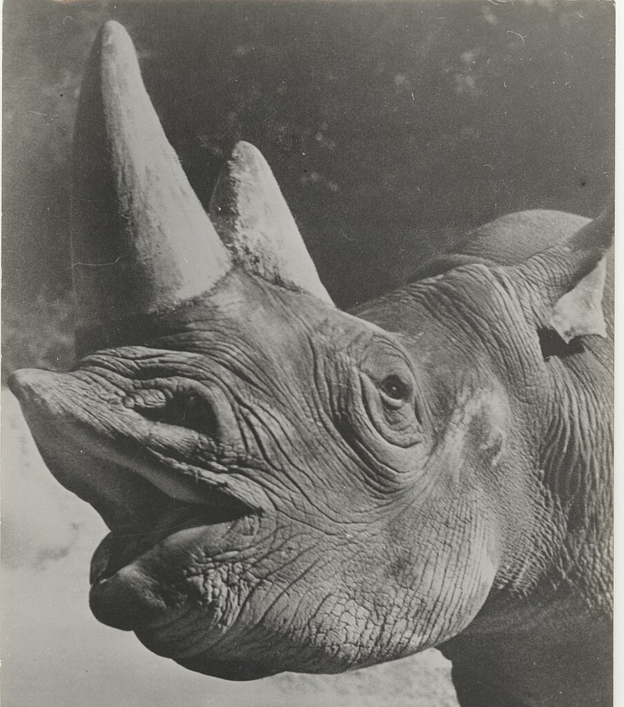 Rinoceronte, 1956 - Touring Club Italiano/Wikimedia Commons