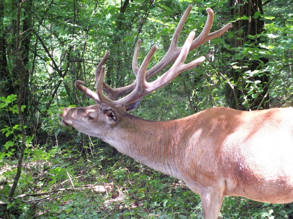 Riserva naturale WWF