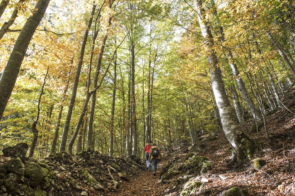 Rocca Pietore, sentiero nel bosco - foto Lorenzo De Simone