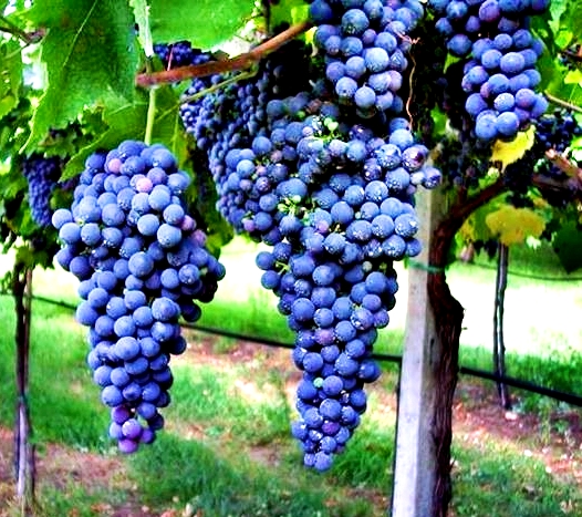 Taurasi uva aglianico