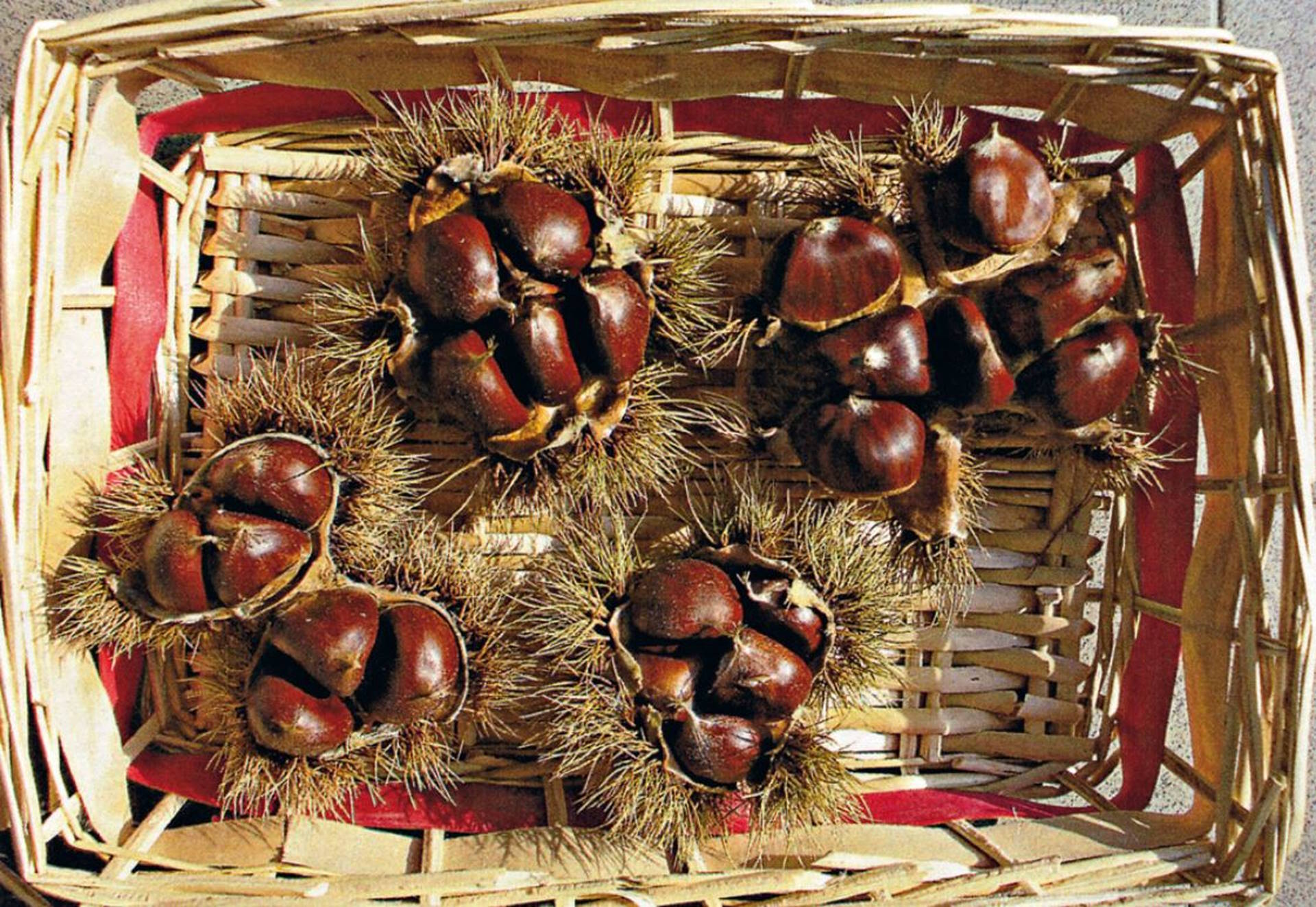Castagne
