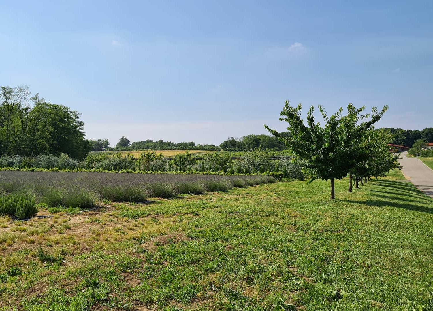 Vertemate, Parco di Villa Raimondi