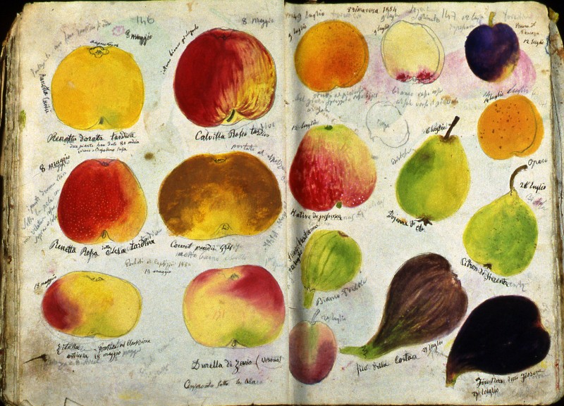 Accademia di Agricoltura di Torino - dettaglio