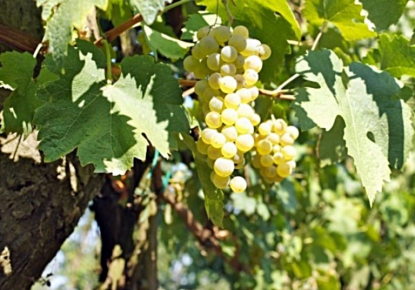 grappolo d'uva asprinio