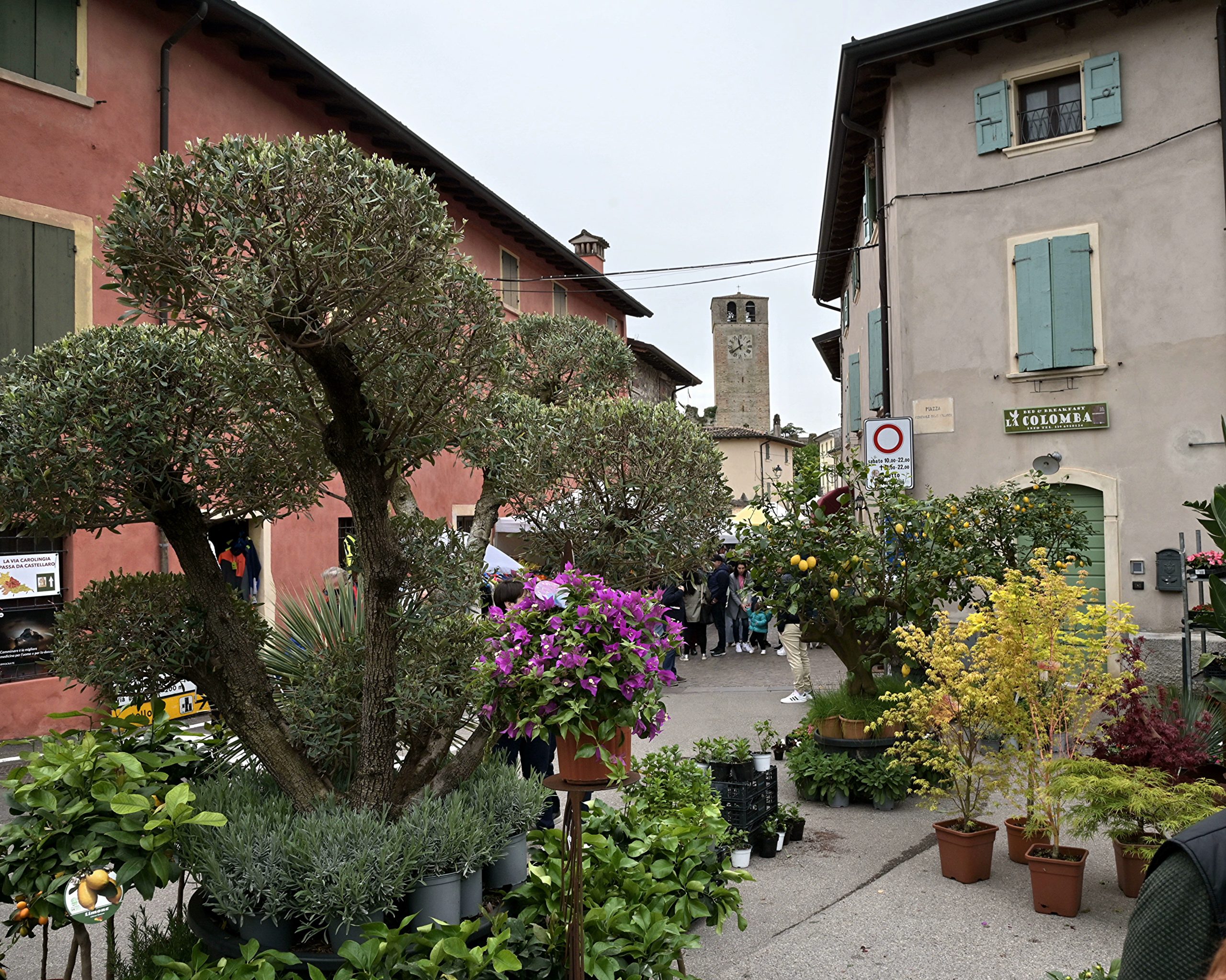 I fiori di Castellaro