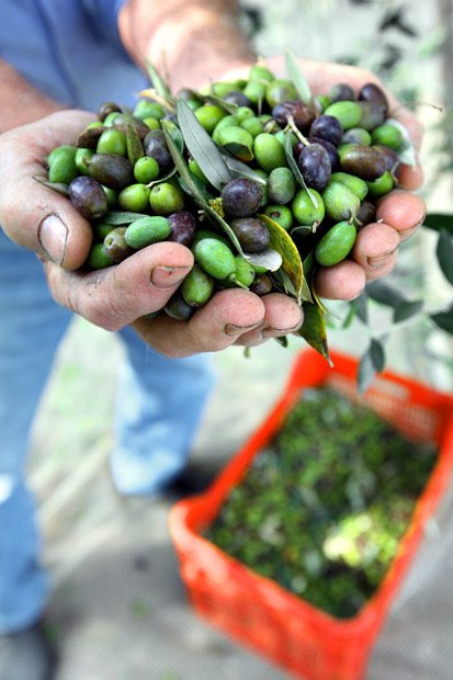 Olive Mani 1.jpg