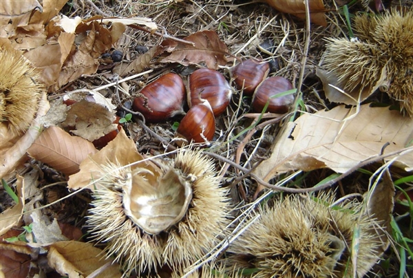 sagra della castagna