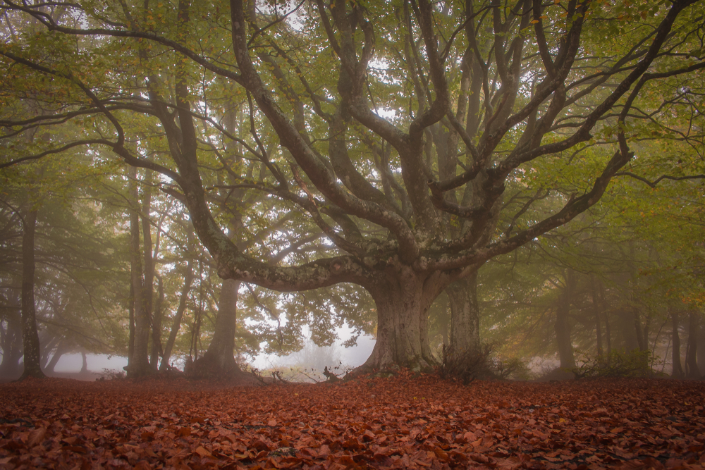 La faggeta di Canfaito - foto Shutterstock