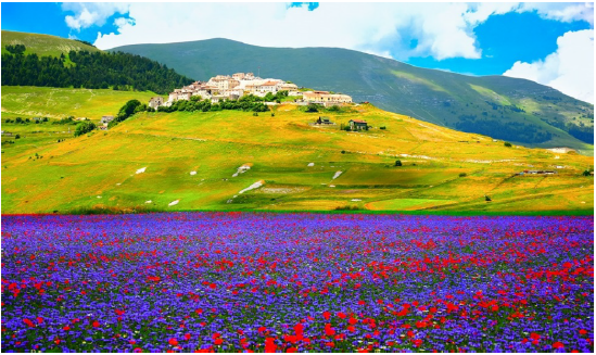 L'altra Umbria e la fioritura delle lenticchie (da Varese)