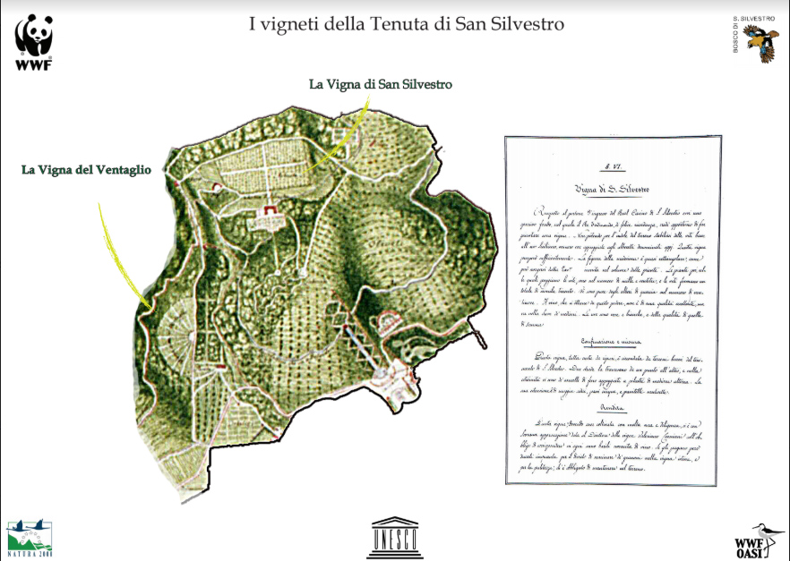vigneti della Tenuta San Vincenzo