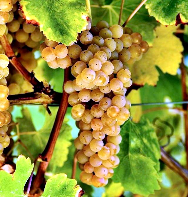 vitigno Greco di Tufo